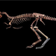 Illustration for article titled Meet T-Rex's Diminutive Ancestor